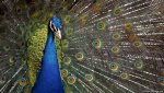 Peacock.jpg