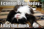 dumb brain cat.jpg