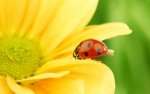 ladybug on a sunflower.jpg
