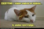 40381-funny-cats-with-captions.jpg