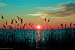 Cattails on Lake.jpg