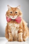 bowtie cat.jpg