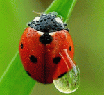 Wet Ladybug.gif