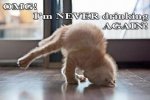 Hangover Cat.jpg
