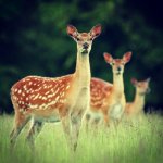 Deer Trio.jpg