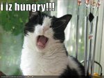 hungry_cat_by_archenemies32.jpg