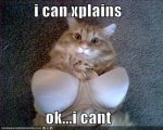 446752777_funny_pictures_cat_is_trying_on_your_underwear_answer_3_xlarge.jpeg