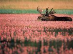 animal-art-dear-flower-moose-Favim.com-143382.jpg