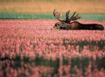 Moose in Flowers (2).jpg