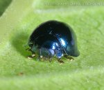 10-best-beneficial-insects-570x490.jpg