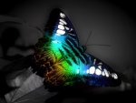 Animals_Butterfly_beautiful_butterfly_animal_fantasy_colorful_Abstract_photography_dark_112613_d.jpg