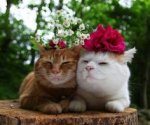 Flower Cats.jpg