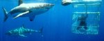 great-white-shark-cage-diving.jpg