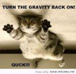 gravity cat.jpg