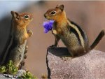 animals-chipmonks-with-flower.jpg