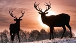 beautiful-deers-nature-photography-Favim.com-822031.jpg