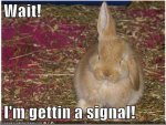 rabbit antenna.jpg