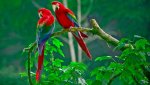 beautiful-macaw-parrots_350.jpg