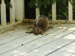 squirrelcute.jpg