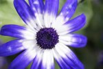 blue-flower-macro-photo.jpg