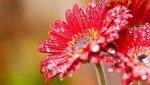 dew-drops-on-gerbera-flower-wallpaper-1920x1080-537cdaa307308.jpg