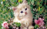 Animals_Cat_cute_kitty_cat_flower_animal_photography_Pet_124269_detail_thumb.jpg