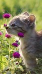 kitten sniffing clover.jpg