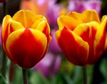 flower-photography-4-quick-tips-for-great-tulip-photos.jpg