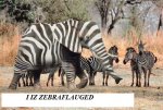 Funny+Elephant.jpg