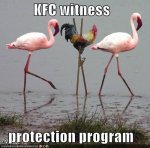 chickens02.jpg