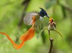 hummingbird feeding baby.jpg