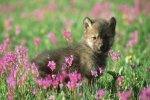 wolf pup.jpg