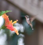 hummingbird (2).jpg