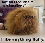 I Like Fluffy.jpg