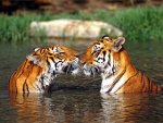 india-tiger.jpg