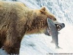 bear-and-fish-1.jpg