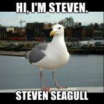 Steven Sea Gull.jpg