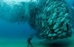 Giant-Fish-Tornado.jpg