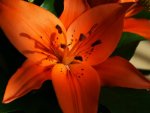 Lilium_flower_close-up_photography_wallpaper.jpg