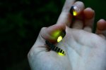 Fireflies.jpg