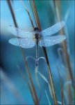 nature-delicate-beautiful-wings-photography-Favim.com-543399.jpg