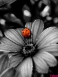 ladybug on flower.jpg