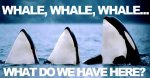 Whale, Whale, Whale.jpg