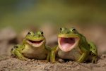Laughing Frogs.jpg