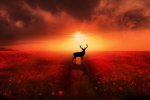 Deer Silhouette.jpg
