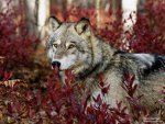 1370146688_forest_wolf-animal_photography_hd_wallpaper_1152x864.jpg