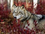Forest Wolf.jpg