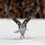 animal-photography-owl.jpg