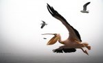 a pelican.jpg