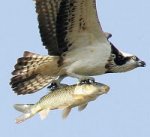 falcon with a fish.jpeg